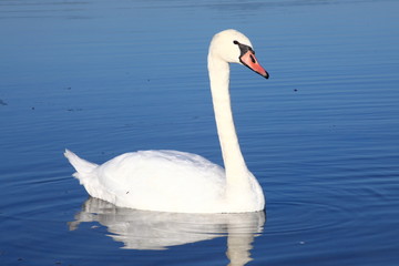 Schwan in seiner Umgebung