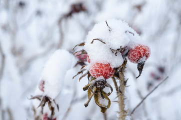 Rosehip after the snow