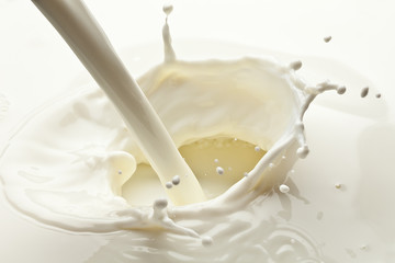 Splash of milk photo. Closeup.