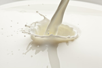 Splash of milk photo. Closeup. © volff