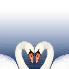 Obraz premium Schwäne im Sommer