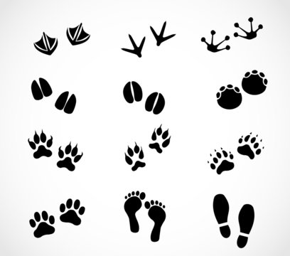 Animal and human footprint set vector