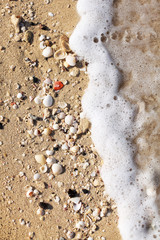Fototapeta na wymiar Shells on the beach sand.