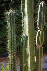 Pianta spinosa cactus