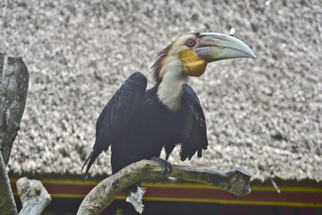 bucero