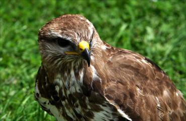 bird - falcon