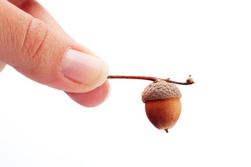 acorn isolated