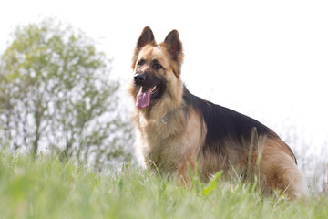 Portrait of a German shepherd