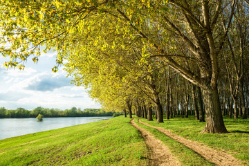forest and ground road near river