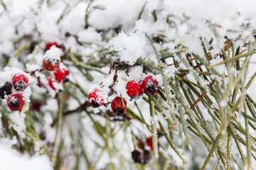 winter berries
