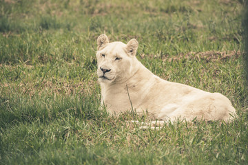 White female lion lying in grass. Mpongo game reserve. South Afr