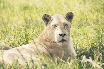 White lioness lying in grass. Mpongo game reserve. Eastern Cape.