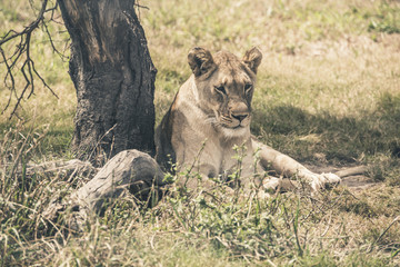 Lioness lying in the shade under a tree. Mpongo game reserve. So