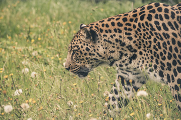 Leopard walking through high grass. Tenikwa wildlife sanctuary.