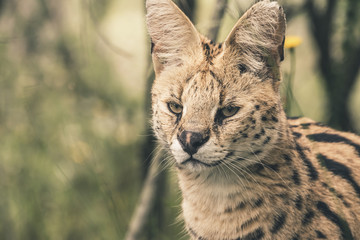 Headshot of serval cat. Tenikwa wildlife sanctuary. Plettenberg