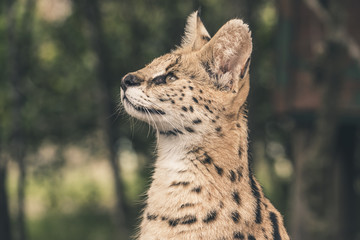 Headshot of serval cat. Tenikwa wildlife sanctuary. Plettenberg