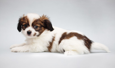 Puppy Papillon on a gray