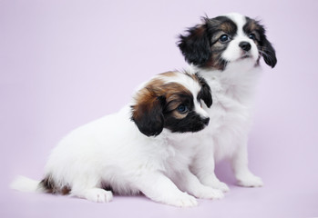 two Puppy Papillon
