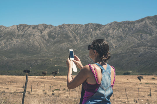 Woman taking pictures with mobile phone of ostriches in Swartber
