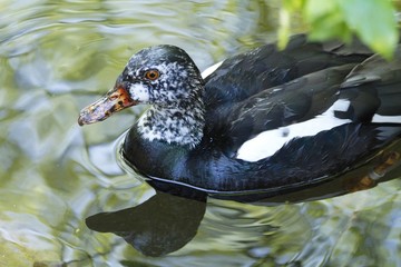 white-winged wood duck, miami zoo