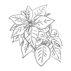 Vector sketch of leafs
