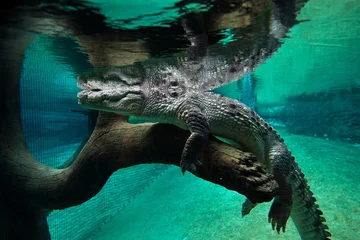 Photo sur Aluminium Crocodile Crocodile