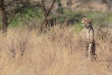 lone cheetah