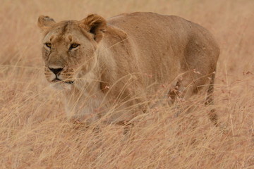 Fototapeta premium hunting lioness