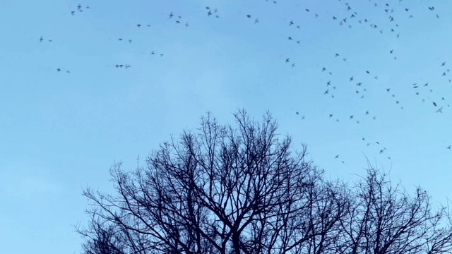 The birds fly away from the  tree crown