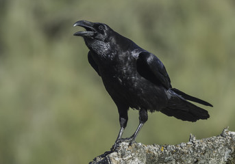 Corvus corax