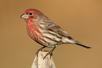 Male House Finch (Carpodacus mexicanus)