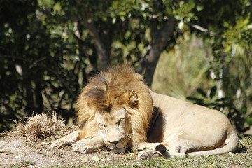 African Lion sleeping - Miami Metro Zoo