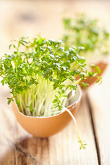 cress salad in an eggshell