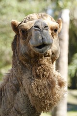 Obraz premium Dromedary Camel