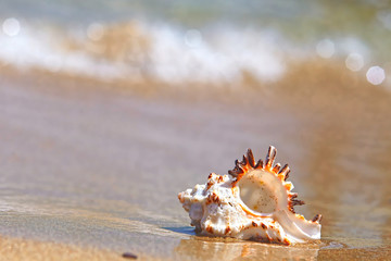Shell on the beach