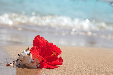 Red hibiscus on the beach © azurita