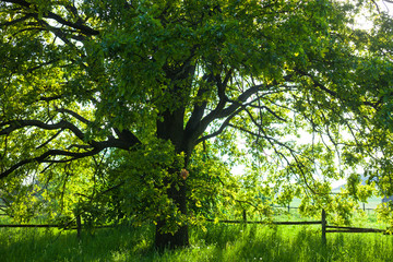 The old oak tree in bright summer day
