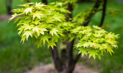 Green leaves on the branches of the Japanese maple - obrazy, fototapety, plakaty