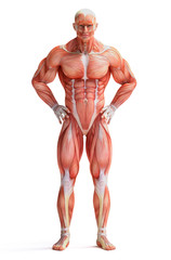 anatomy © adimas