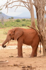 Fototapeta na wymiar Elephant scratching