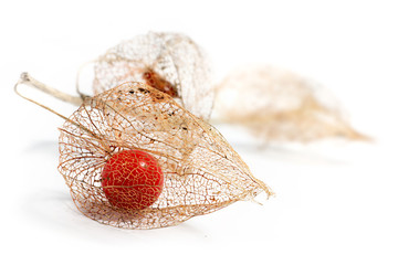 physalis chinese lantern dried fruits isolated on white backgrou