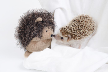 Hedgehog and hedgehog doll. © pandpstock001