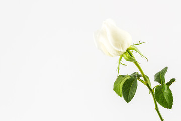Obraz premium White rose.