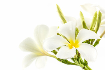 Obraz na płótnie Canvas Plumeria or frangipani blossom.