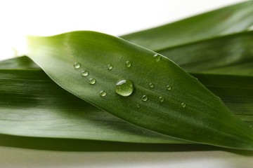 Dew drops on leaves on light background