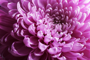 Beautiful chrysanthemum close-up