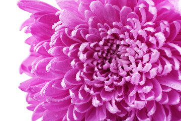Beautiful chrysanthemum close-up