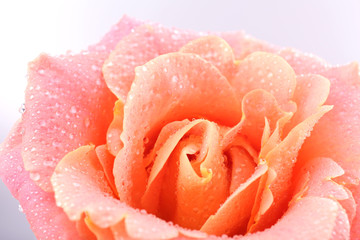 Beautiful orange rose close-up