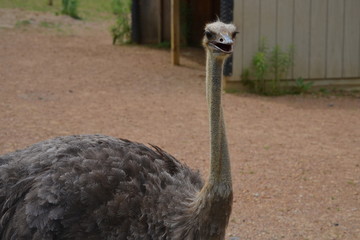 Friendly Ostrich