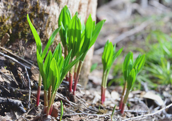芽吹くギョウジャニンニク